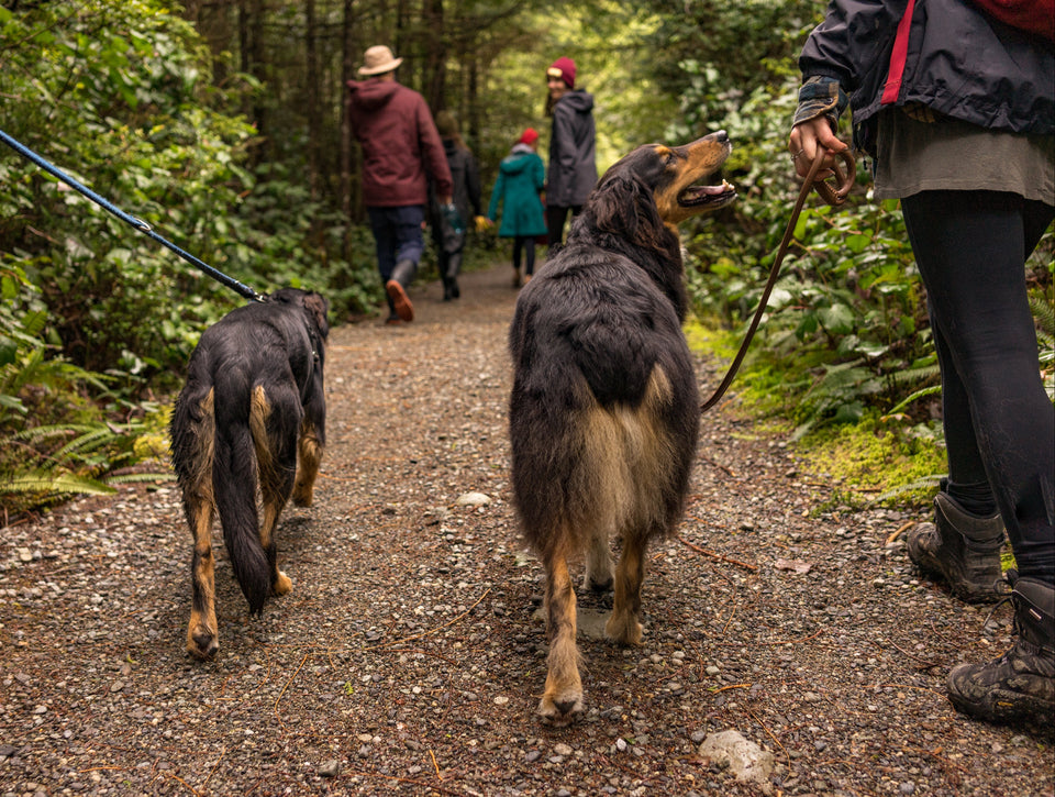Dos perros acompañando a una familia en un paseo por el bosque